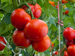 寿光市西红柿种植基地