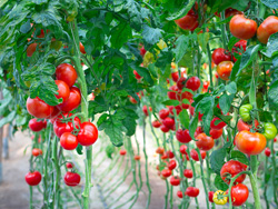 寿光市西红柿种植基地