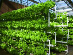 寿光市优质蔬菜植基地