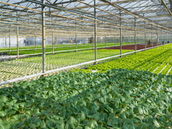 寿光市优质蔬菜植基地