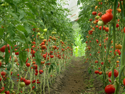 寿光市优质蔬菜植基地