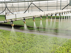 寿光市优质蔬菜植基地